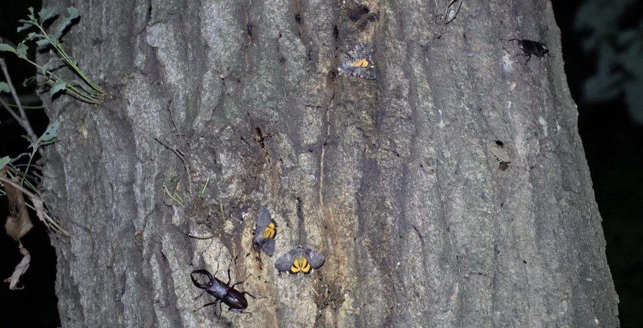 ノコギリクワガタ1♂、ヒラタクワガタ1♂、キシタバ3匹_凄いコナラ_2023年6月5日20時45分 気温20.8度